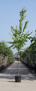 Koningslinde Tilia europea Pallida h 350 cm st. omtrek 12 cm - Warentuin Natuurlijk