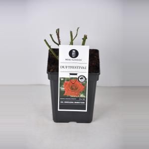 Grootbloemige roos (rosa "Duftfestival"®) - C5 - 1 stuks
