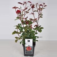 Grootbloemige roos (rosa "Duftfestival"®) - C5 - 1 stuks - thumbnail