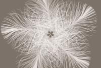 Komar Home; Komar Colours Fotobehang Federstern - XXL4-006