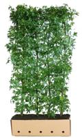 Liquidambar styraciflua worplesdo 200 cm - Quickhedge