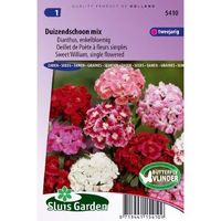 Dianthus Barbatus zaden Duizendschoon Enkel - thumbnail