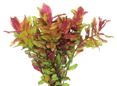 AquaVitaal Easy Grow Rotala Macrandia