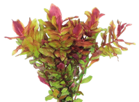 AquaVitaal Easy Grow Rotala Macrandia
