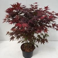 Japanse esdoorn (Acer Palmatum "Atropurpureum") - 70-80 cm - 1 stuks - thumbnail
