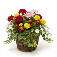 VD Leeden Plantenmand Twijg - rond - bruin - 42 x 32 cm - rotan - gevlochten riet - bloemenmand