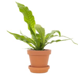 Microsorum Crocodyllus incl. terracotta pot