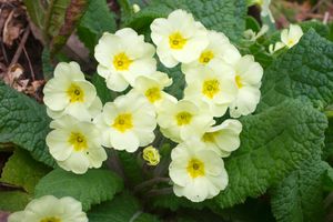 Sleutelbloem