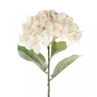 Single hydrangea 68 cm cream - Driesprong collection