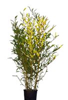 Bamboehaag Phyllostachys Bissetii 225 cm - Warentuin Natuurlijk