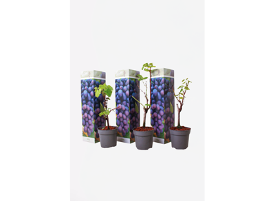 Druiven blauw - set van 3