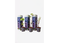 Druiven blauw - set van 3
