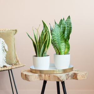 Sansevieria Duo - P12