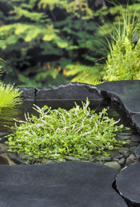 Rotala rotundifolia green