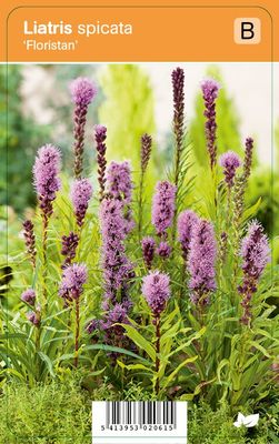 Vips Liatris spicata Floristan - Lampepoetser