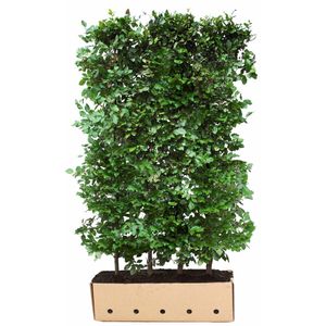 Fagus sylvatica 120 cm