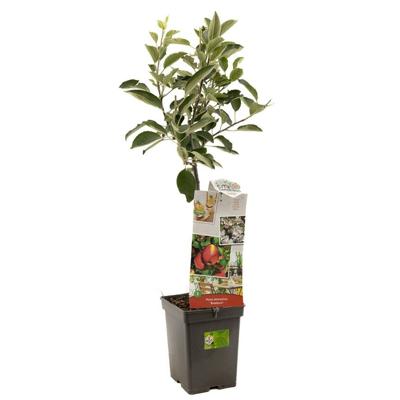 Appelboom Malus d. Braeburn