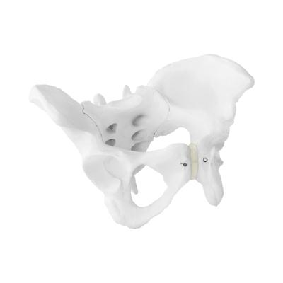Anatomisch model bekken - vrouw
