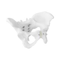 Anatomisch model bekken - vrouw