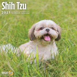 Shih Tzu Kalender 2021