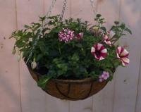 Diverse hangplantjes in kokos hanging basket roze Warentuin Natuurlijk - Warentuin natuurlijk