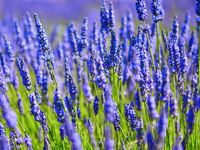 Tuinposter lavendel 5