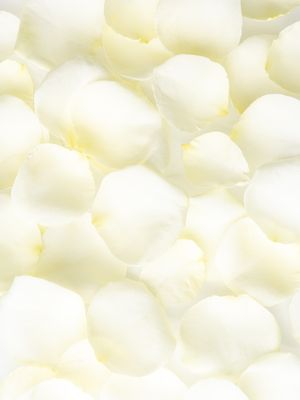 Witte rozenblaadjes