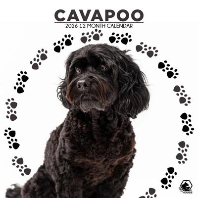 Cavapoo Kalender 2026 Cavapoo Kalender 2026