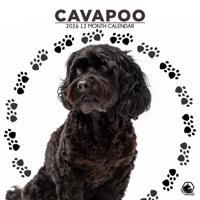 Cavapoo Kalender 2026