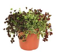 Trifolium klaver mix - P 24 cm