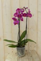 Vlinderorchidee Twee Takken roze 60 cm - Warentuin Natuurlijk