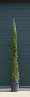 Italiaanse cipresboom Cupressus sempr. Pyramidalis h 225 cm - Warentuin Natuurlijk - thumbnail