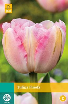 Tulipa Finola - Jub