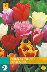 Tulipa Gefranjerd mix 5 bollen - JUB