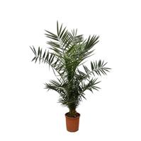 Phoenix Canariensis - 130cm- ø20 Phoenix Canariensis - 130cm- ø20