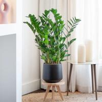 Zamioculcas Zamiifolia - ZZ plant - P21