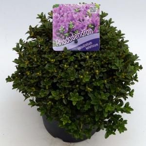 Dwerg rododendron (Rhododendron Calostrotum "Keleticum") heester - 20-25 cm - 1 stuks