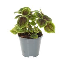 Pilea Involucrata Moonvalley (Vriendschap plant) - P14 Pilea Involucrata Moonvalley (Vriendschap plant) - P14