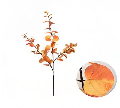 Money leaf tak oranje 104 cm - Buitengewoon de boet
