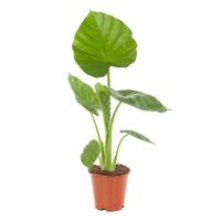 Olifantsoor plant (Alocasia Calidora) - P 19 cm