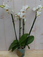 Kamerplant Vlinderorchidee phalaenopsis wit 4 takken - Warentuin Natuurlijk - thumbnail