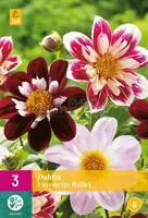 Bloembollen Dahlia Favourite Ballet 3st