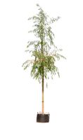 treurwilg Salix sepulcralis Chrysocoma h 375 cm st. omtrek 19 cm st. h 230 cm - Warentuin Natuurlijk