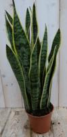 Kamerplant Vrouwentong Sansevieria geelbont 50 cm - Warentuin natuurlijk