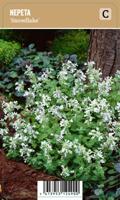 Vips Nepeta snowflake - Kattekruid