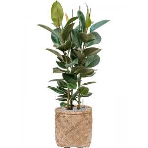 Plant in Pot Ficus Elastica Robusta 125 cm kamerplant in Bohemian Bamboo 37 cm bloempot