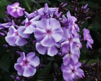 Phlox P Blue Boy Samplant - Samplant