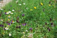 Wildenbloemen mixmat Compleet (incl. drainage type 11c & daktuinsubstraat) per 2.4 m2 max. 10 graden - Sempergreen