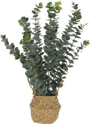 Plant eucalyptus in mand 13x10