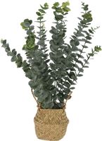 Plant eucalyptus in mand 13x10